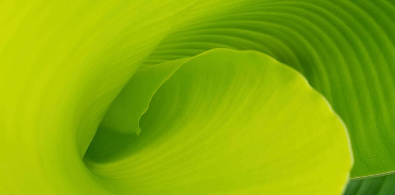 Leaf curl image