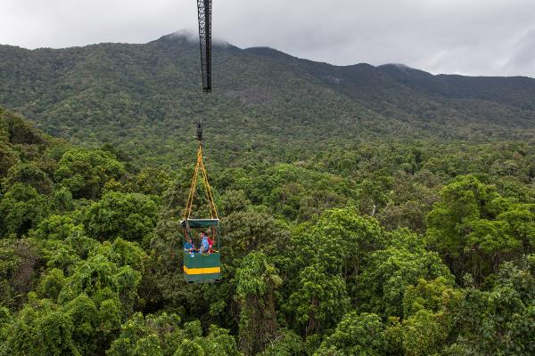 Above the canopy in the Daintree