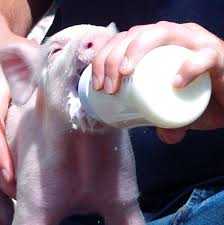 Piglet being fed