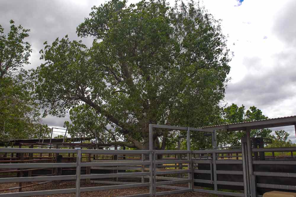 Cattle yards at Fletcherview cattle station 