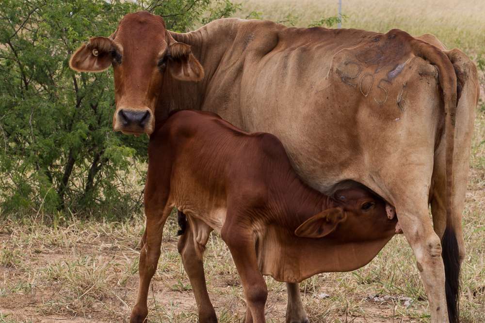 High-grade Brahman cows on Fletcherview station