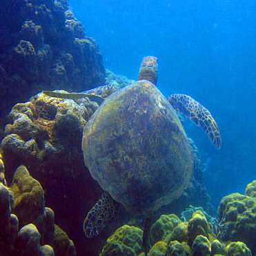 Turtles on the reef